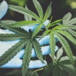 Hemp - Person Holding Green Canabis